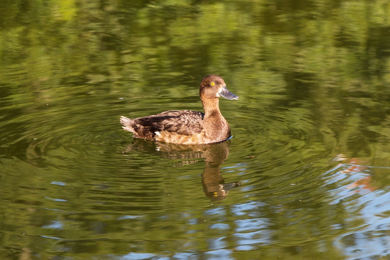 duck lake nature free photo