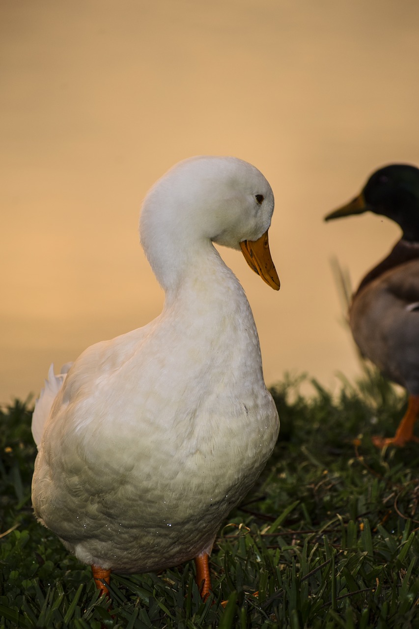 duck sunset orange free photo