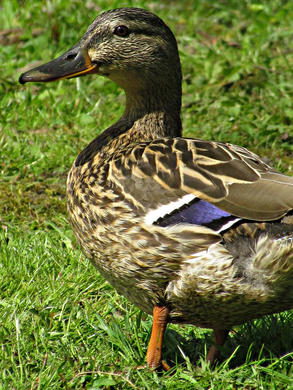 duck wild wild birds free photo