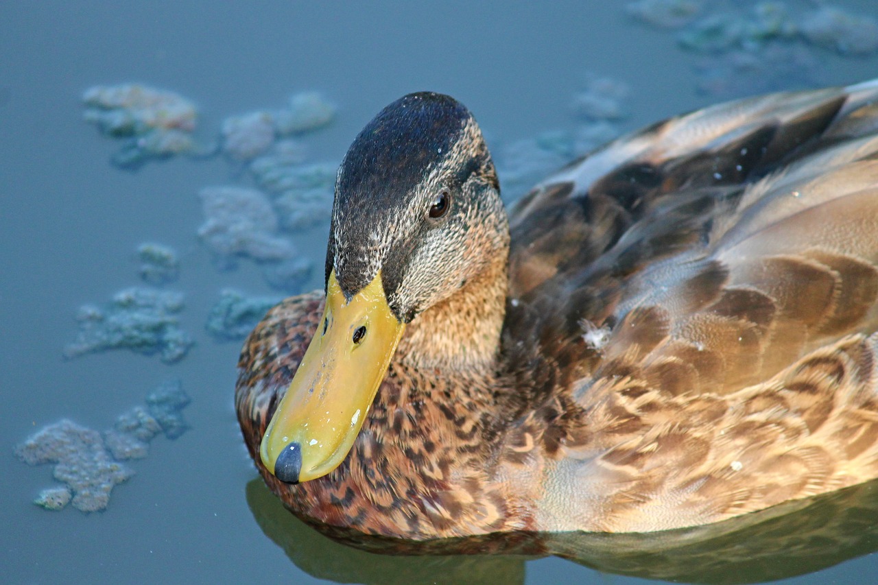 duck mallard female free photo