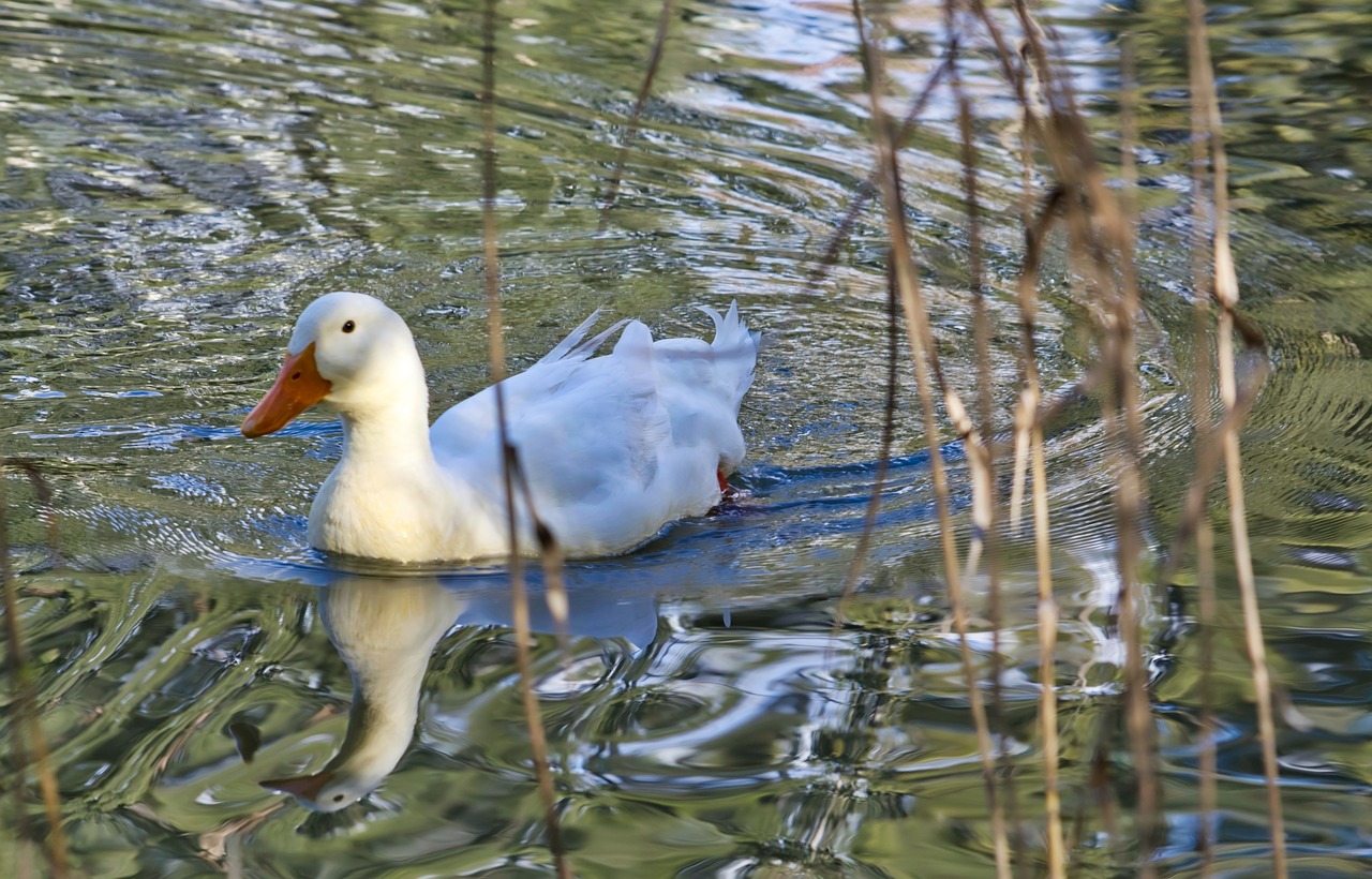 duck lake nature free photo