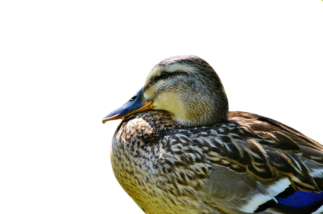 duck mallard water bird free photo