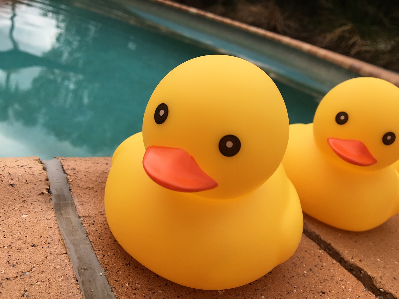 duck toy pool free photo