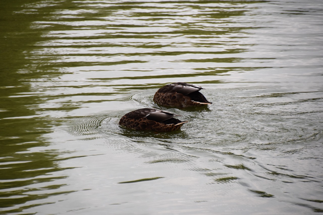 duck lake wild ducks free photo