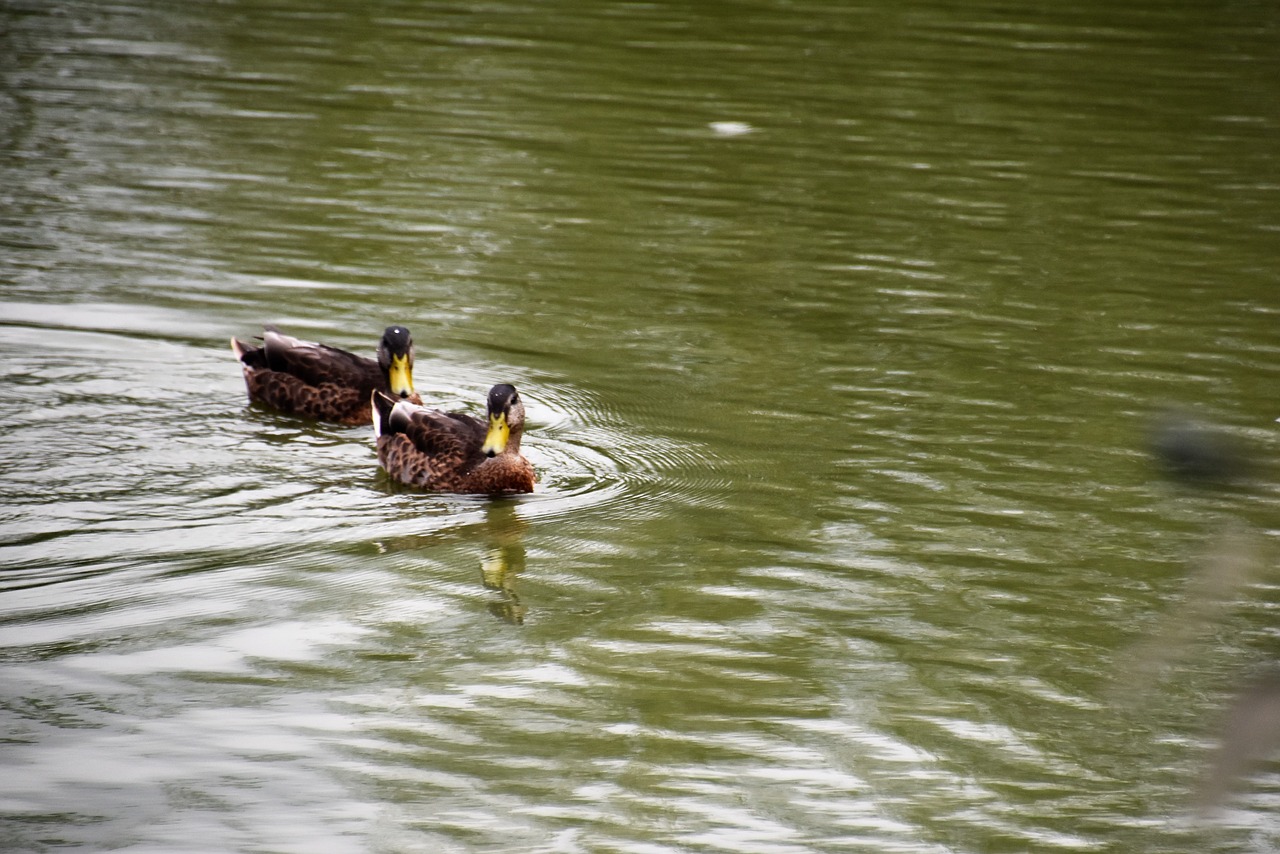 duck lake wild ducks free photo