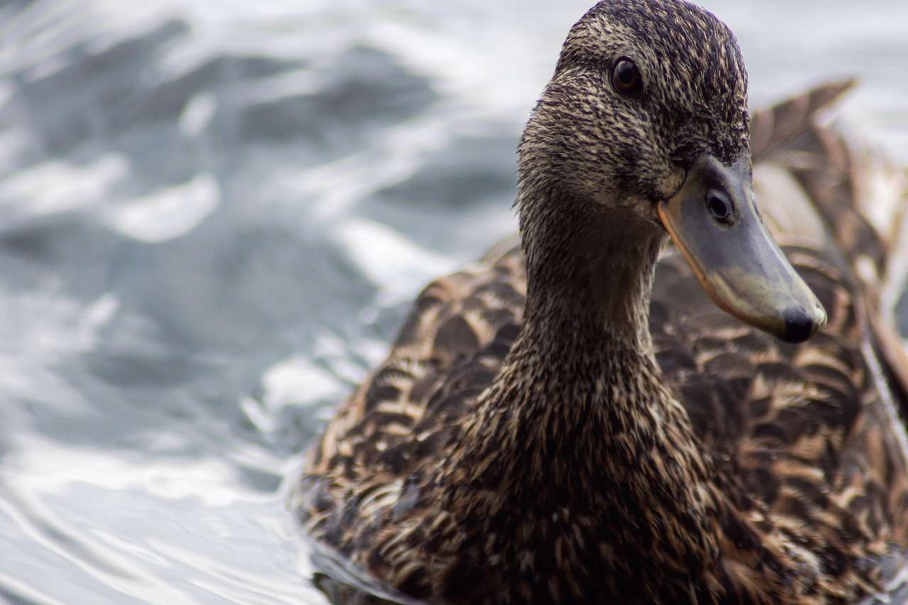 duck plumage feather free photo