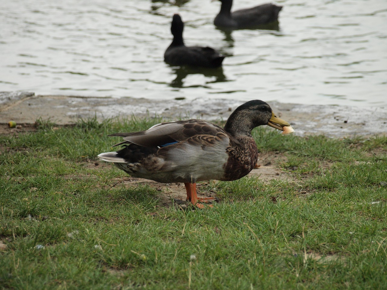 duck dinner water free photo