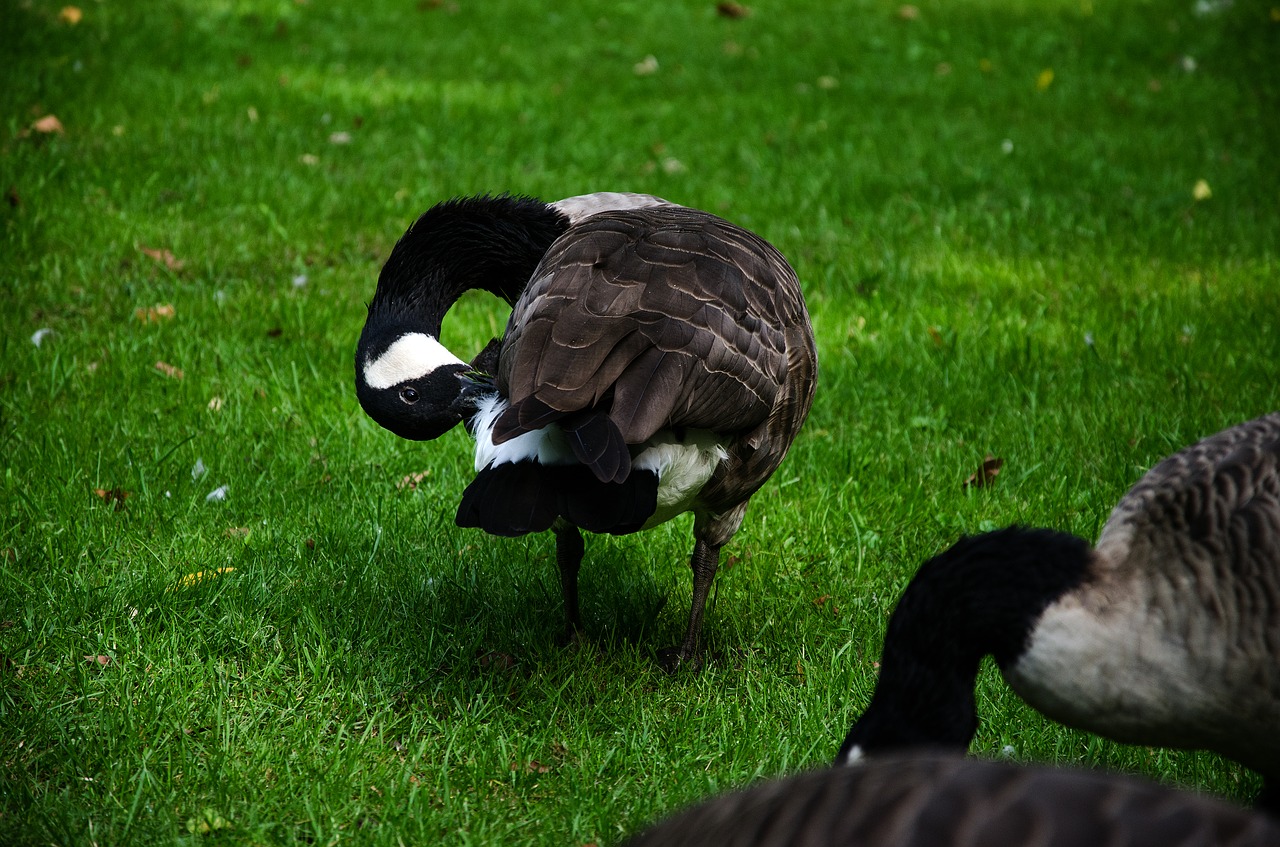 duck grass meadow free photo