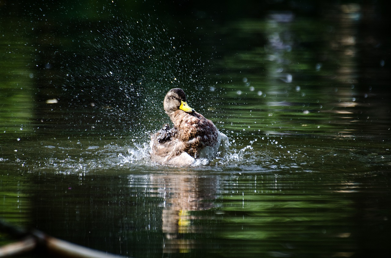 duck water inject free photo