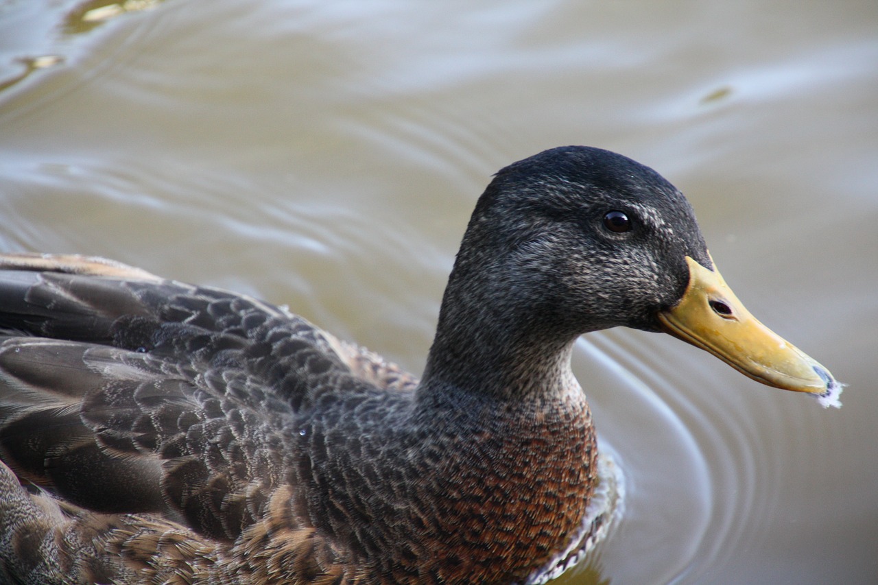 duck bird nature free photo