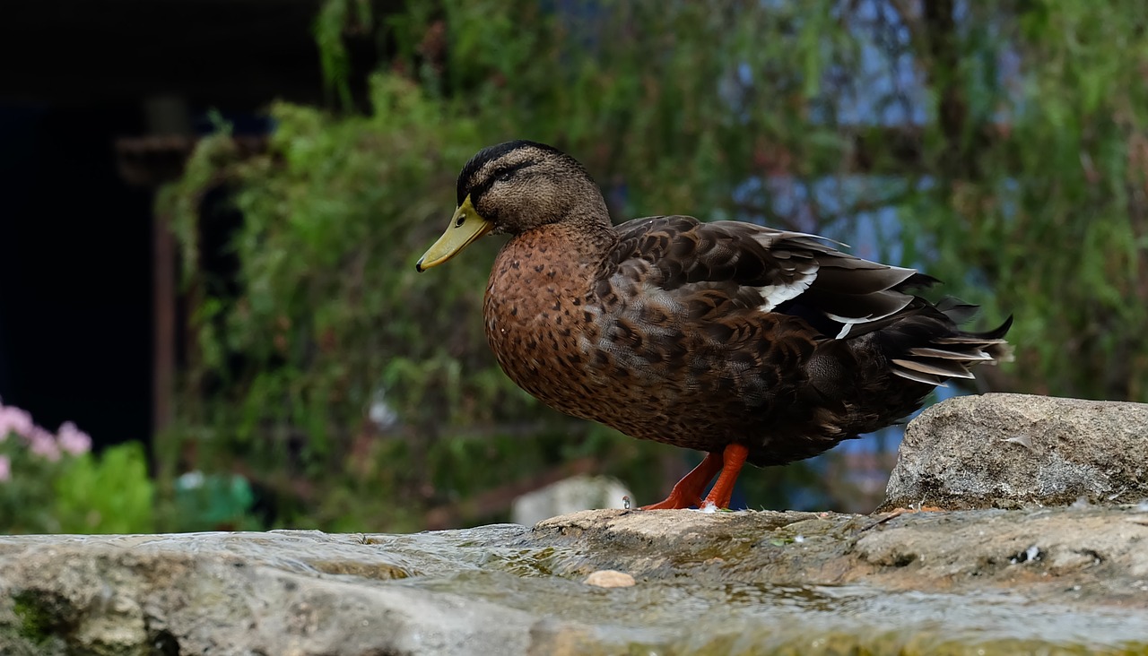 duck bird animal free photo