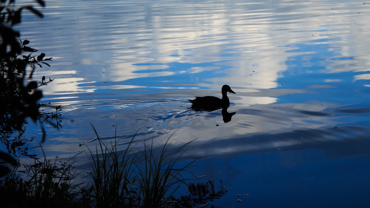 duck twilight lake free photo