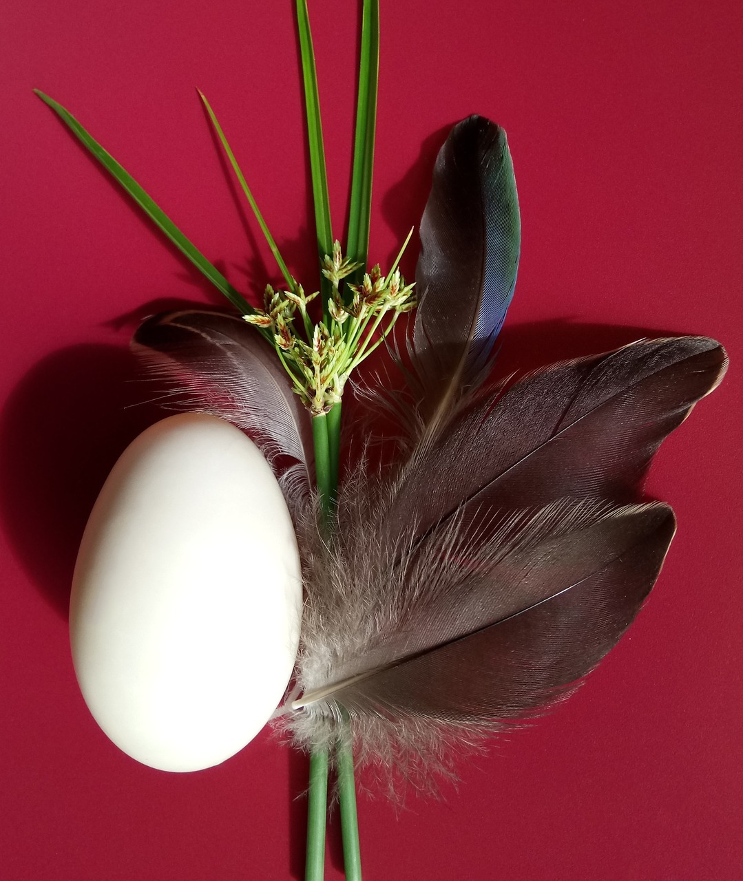 duck egg feathers free photo