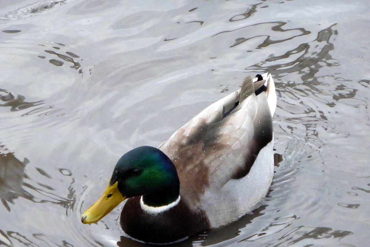 duck bird river free photo