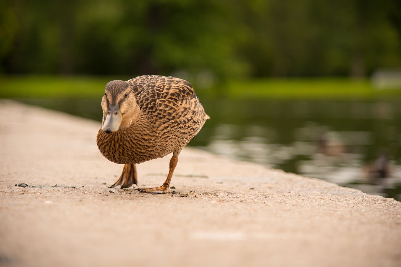 duck quay stone free photo