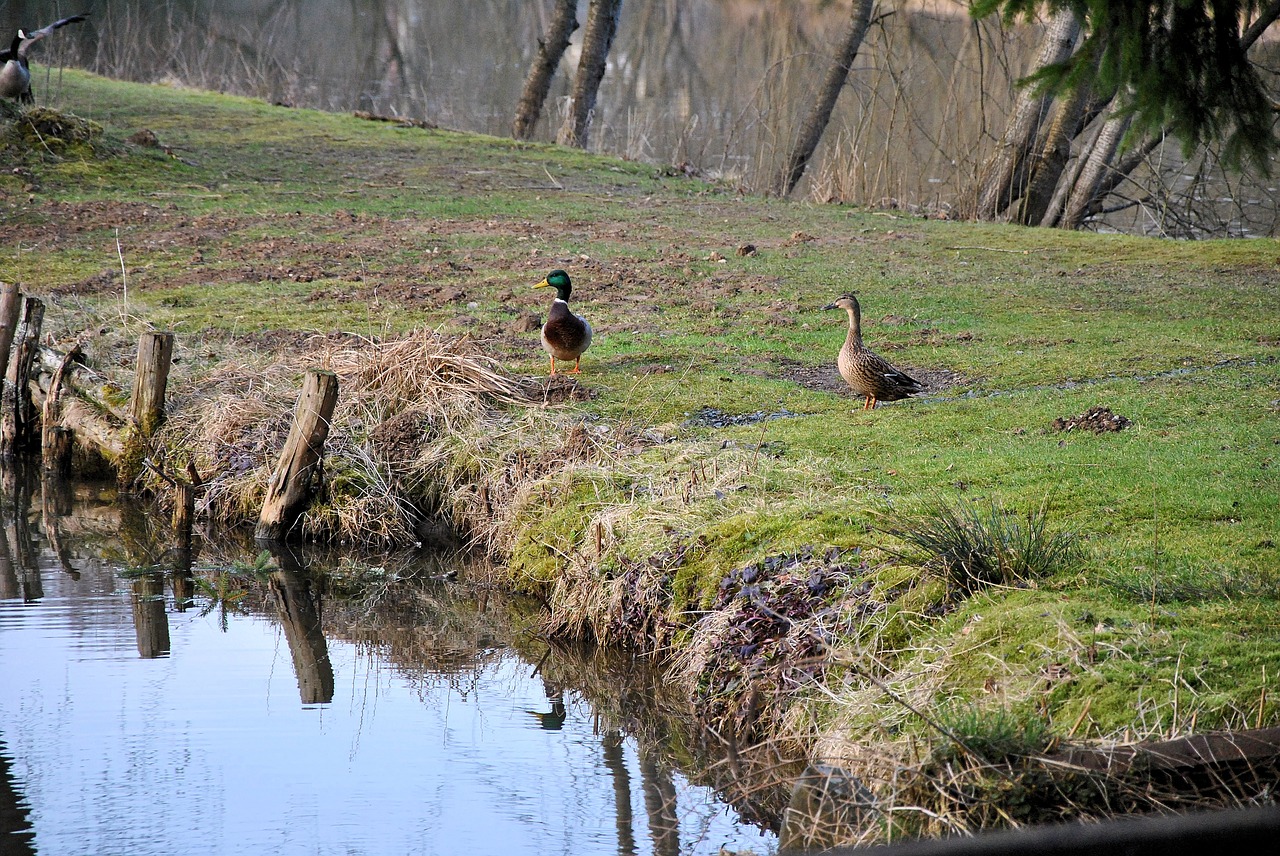 duck animal nature free photo