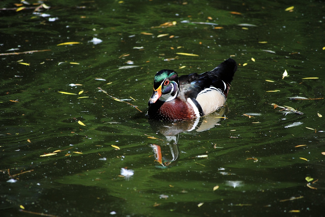 duck animal nature free photo