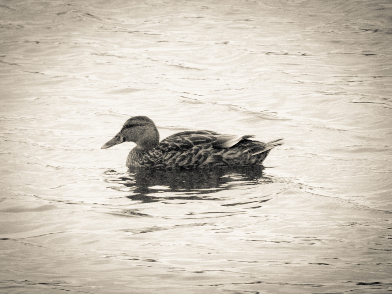 duck water split toning free photo