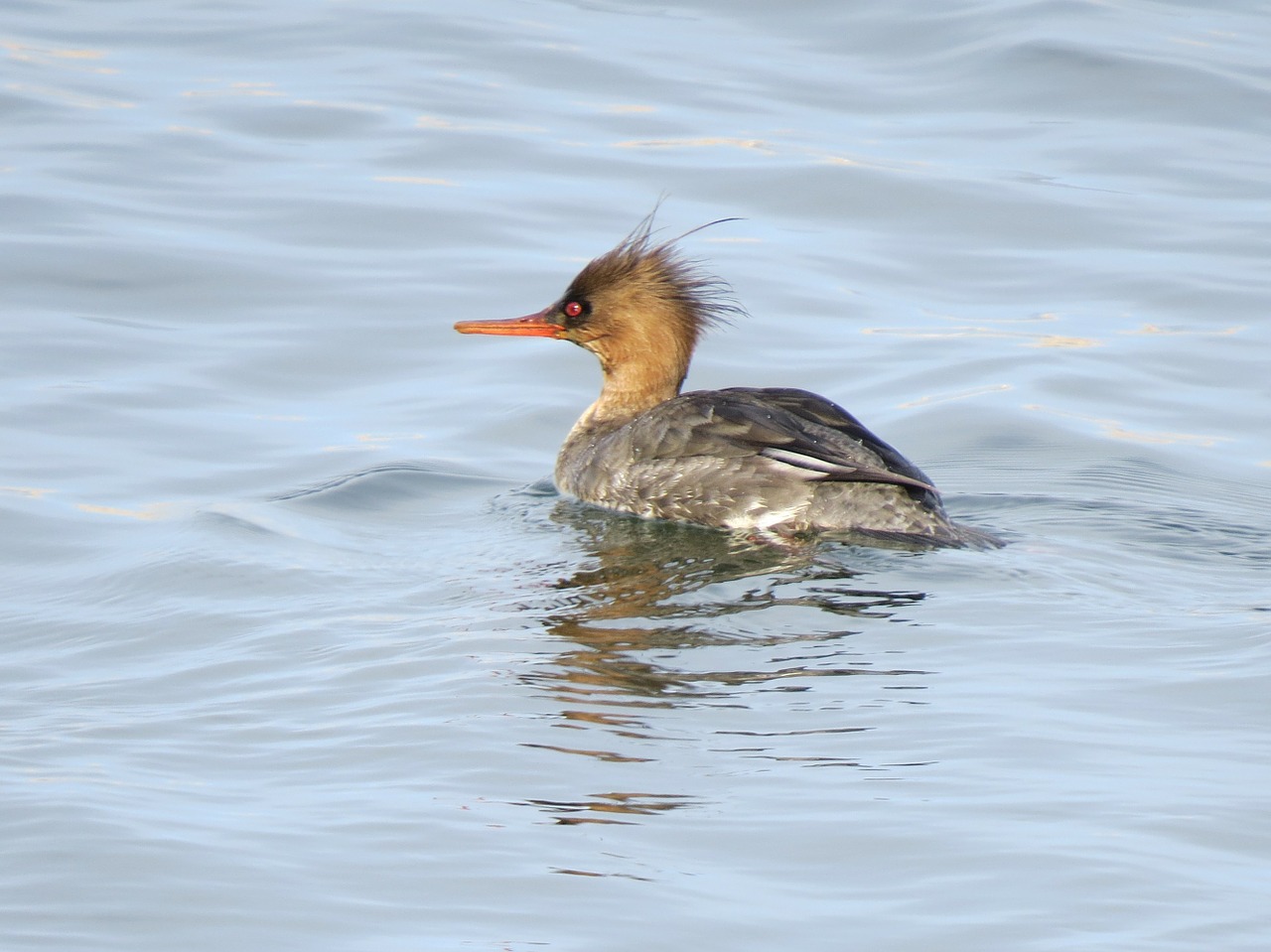 duck bird water free photo