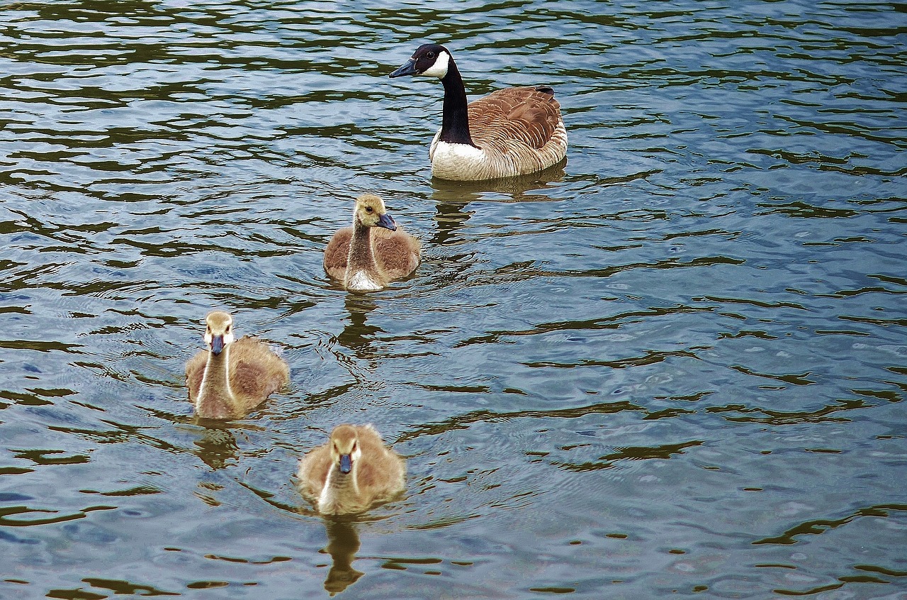 duck animal bird free photo