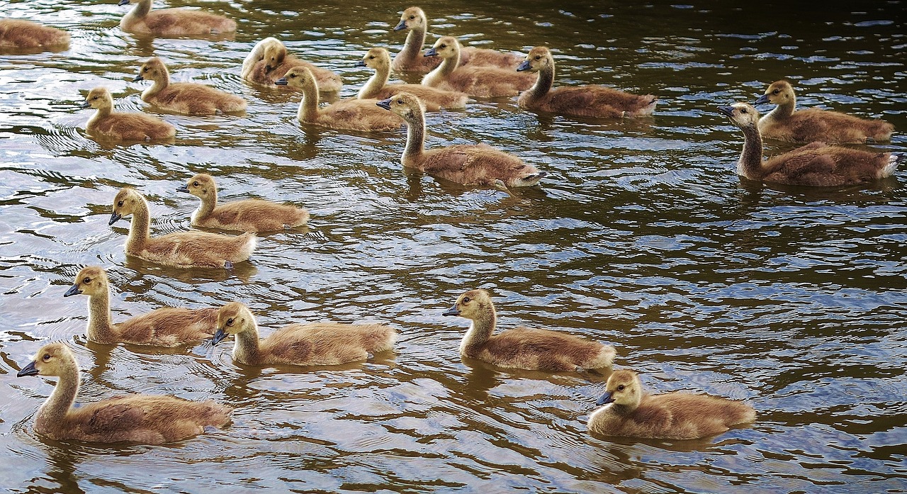 duck animal bird free photo