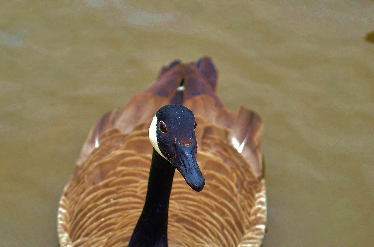 duck animal bird free photo