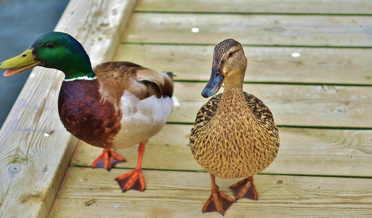 duck animal bird free photo