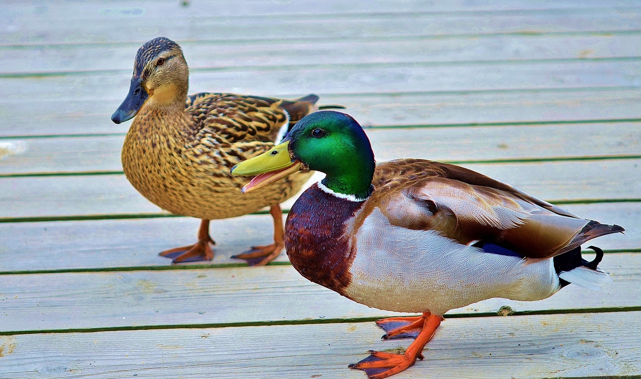 duck animal bird free photo