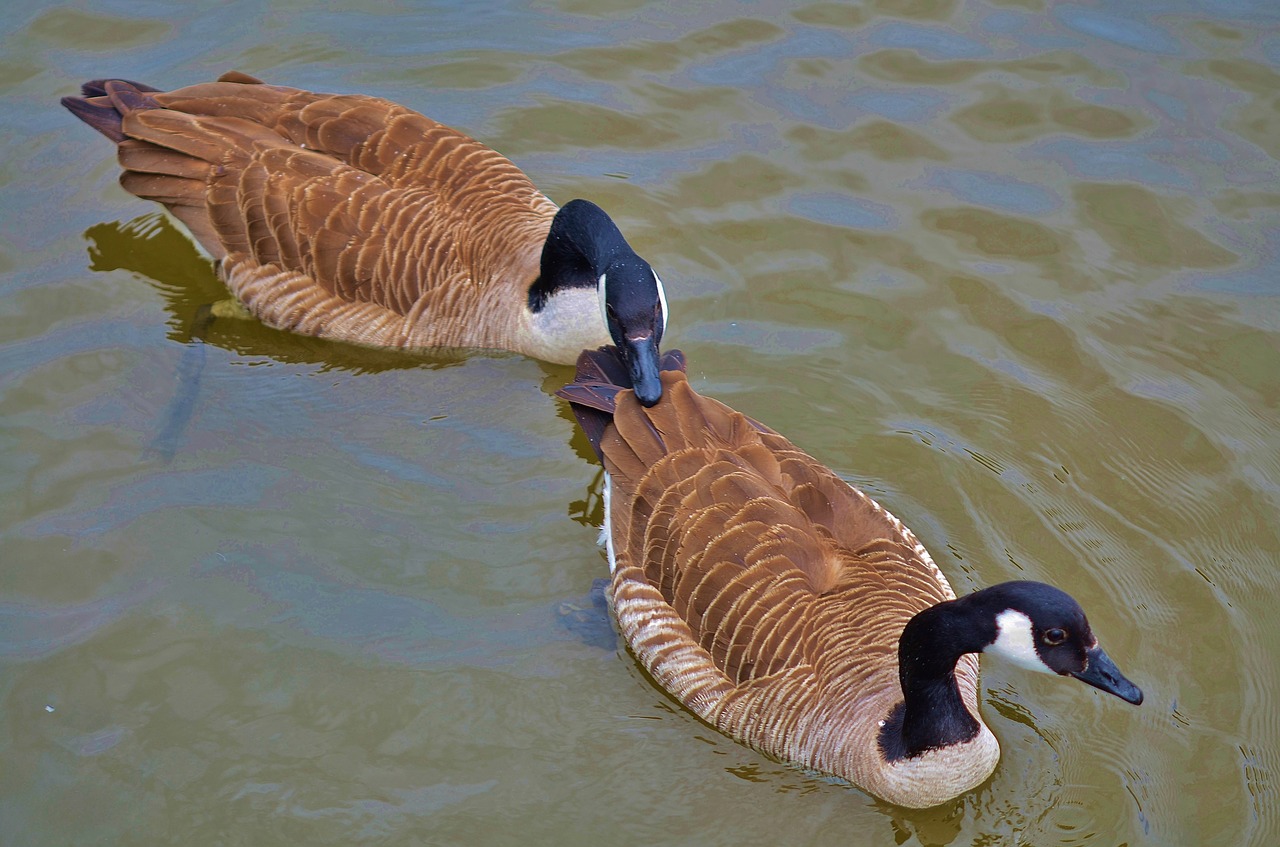 duck animal bird free photo