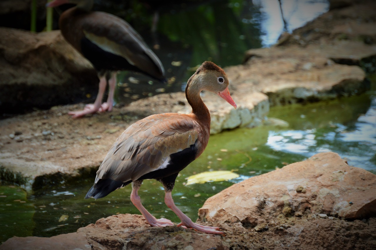 duck animal nature free photo