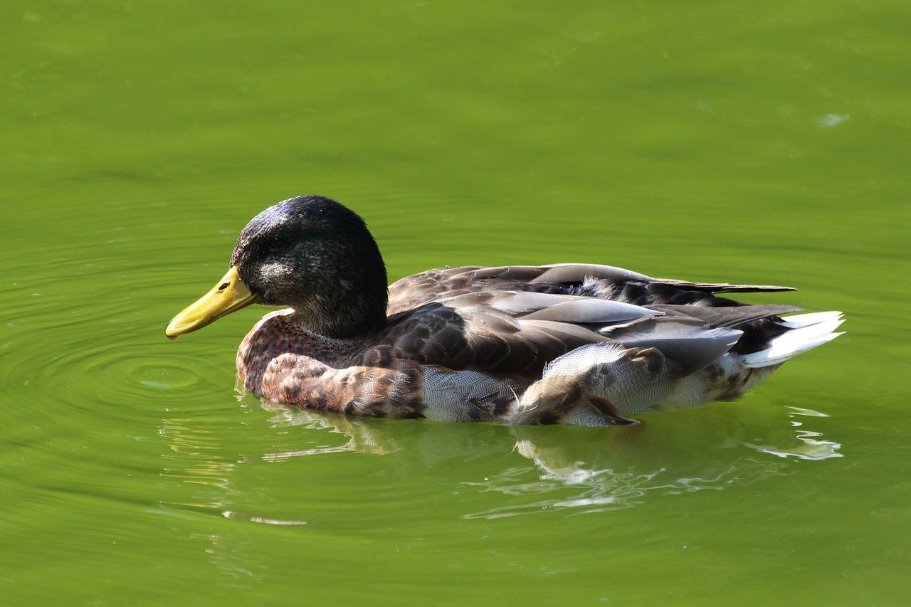 duck water bird bird free photo