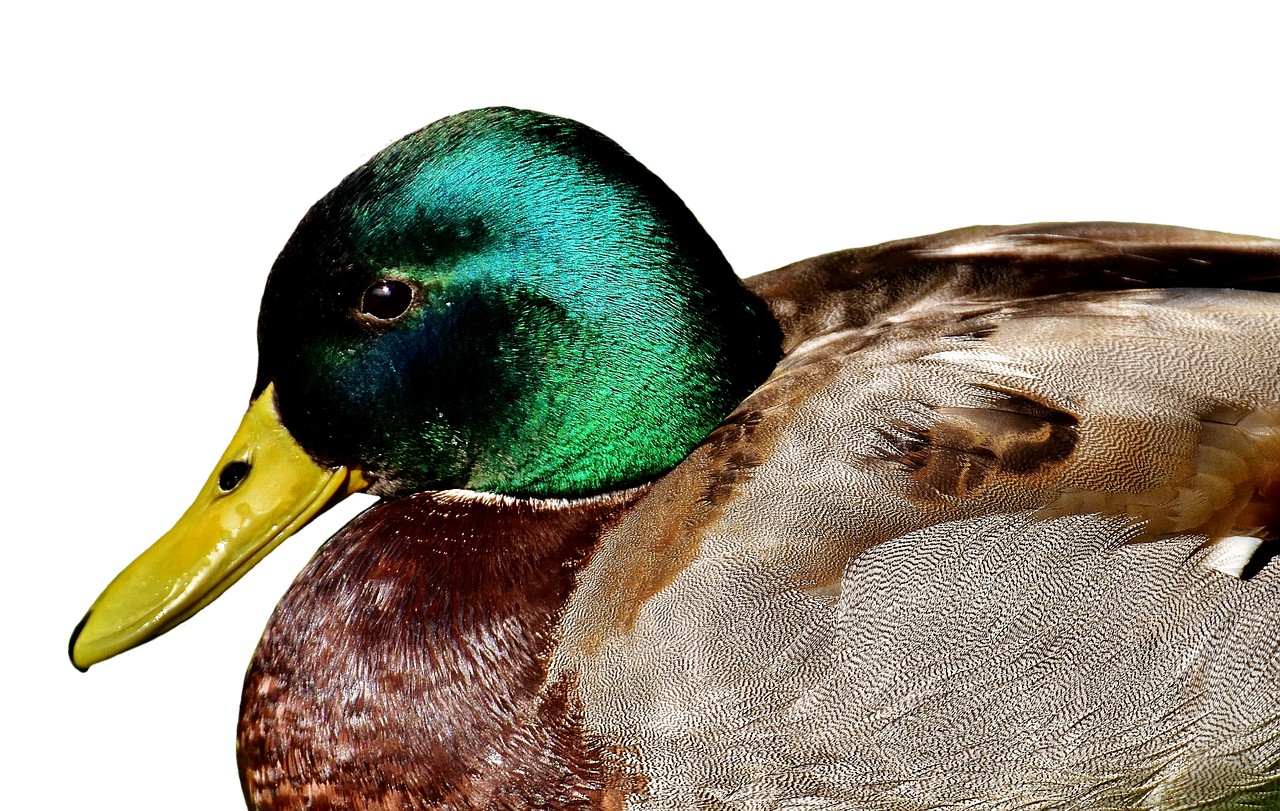 duck mallard meadow free photo