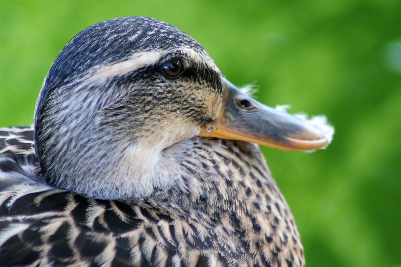 duck bird pet free photo