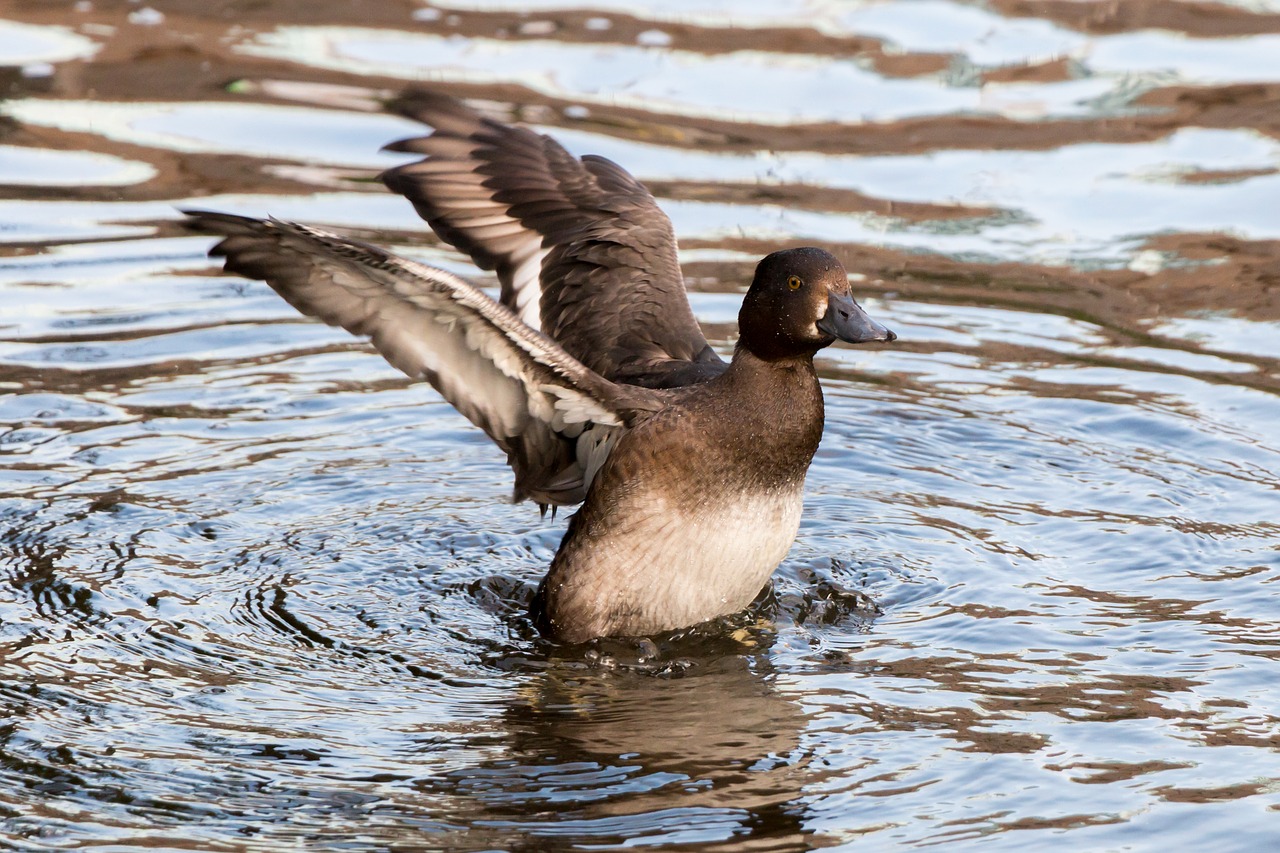 duck water wing free photo