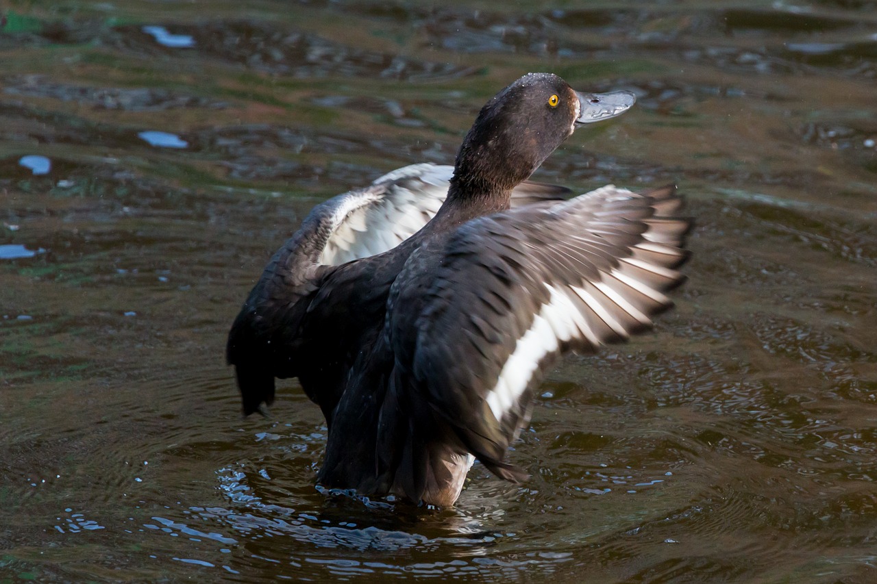 duck water wing free photo