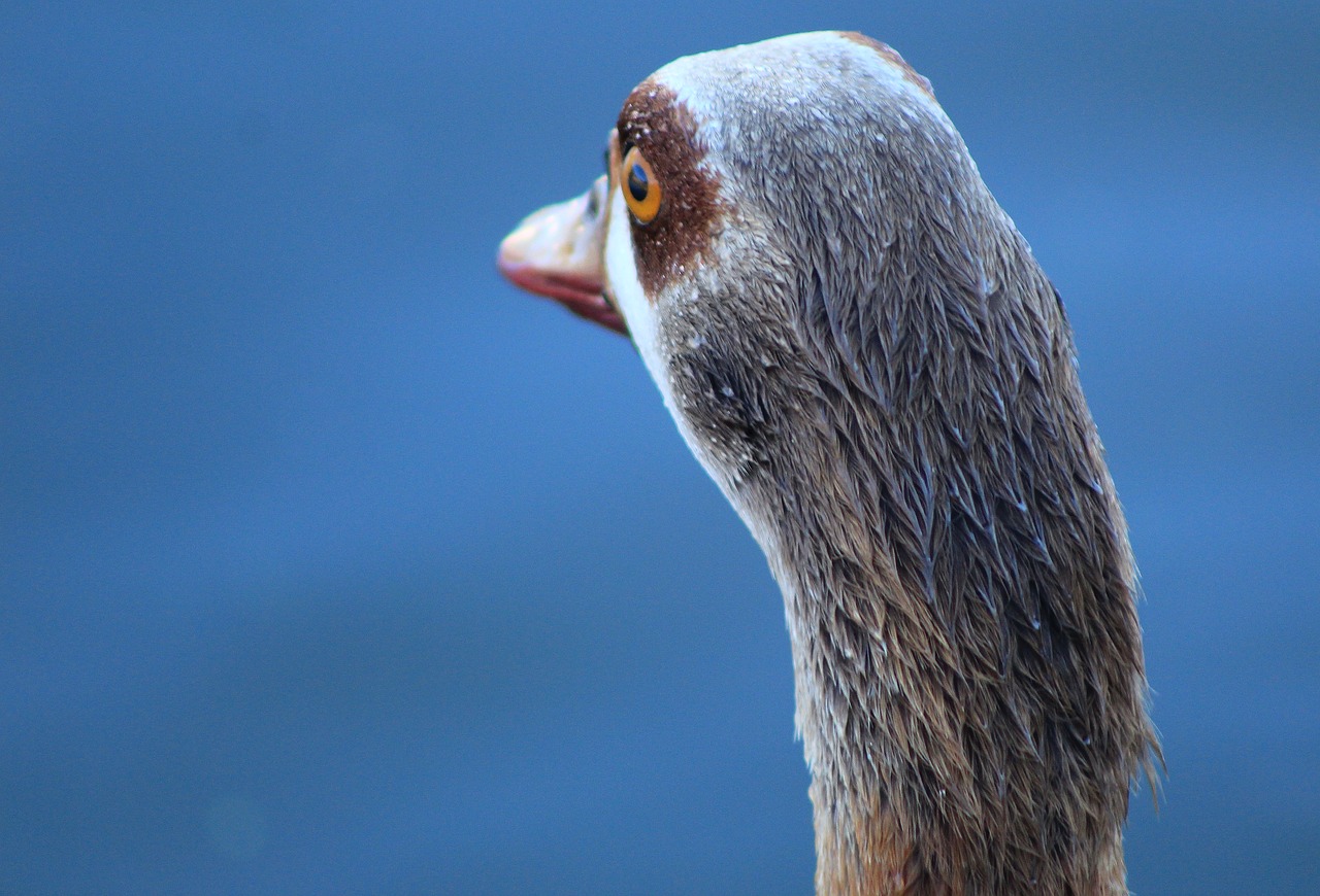 duck bird water free photo