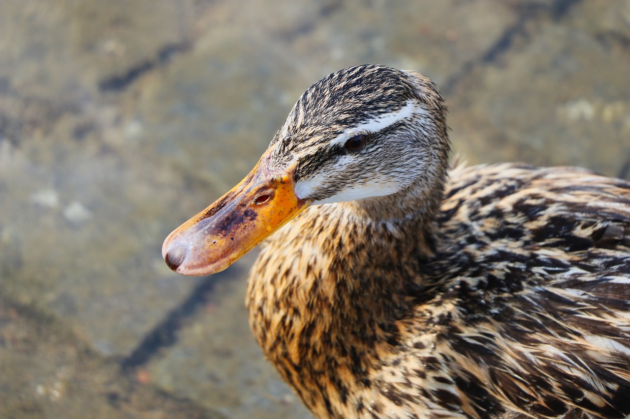 duck animal ducks free photo