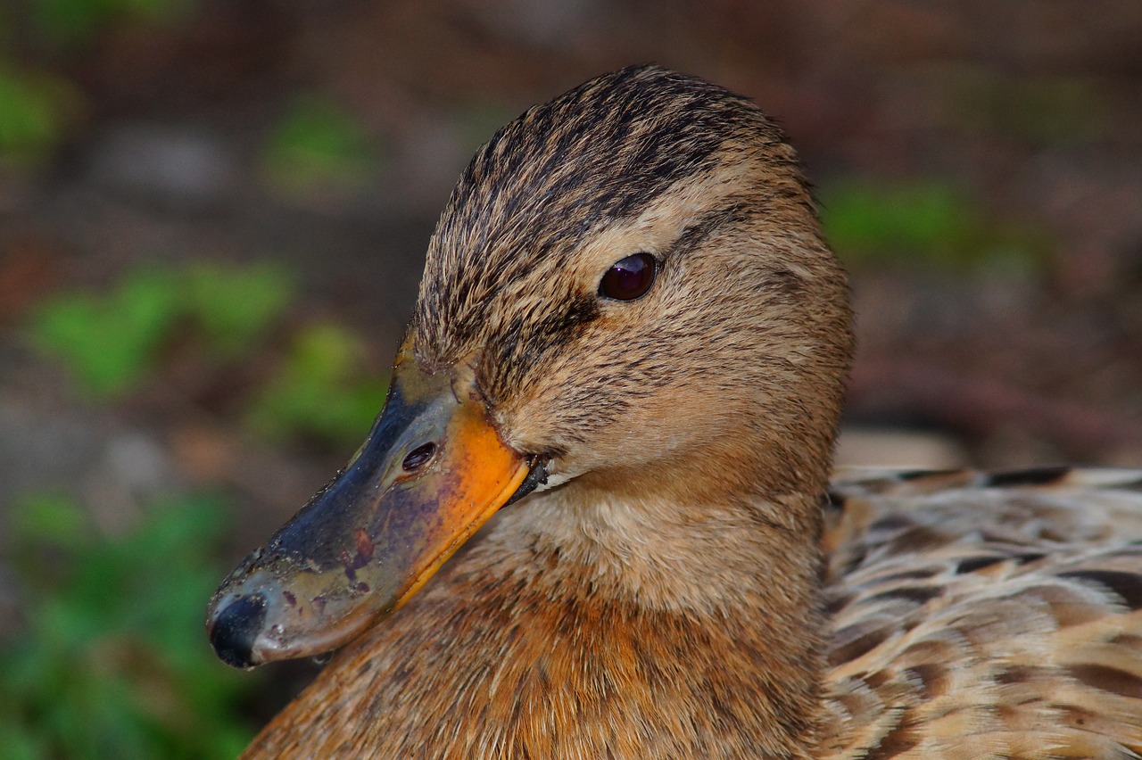 duck female head free photo