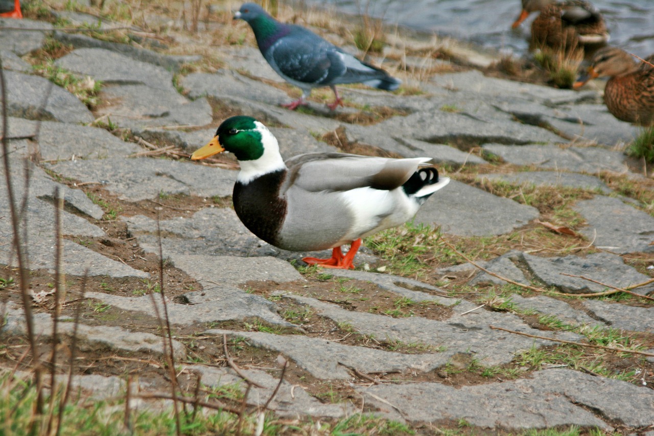 duck ducks white free photo