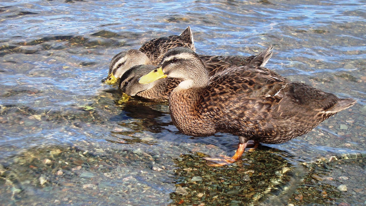 duck drinking water free photo