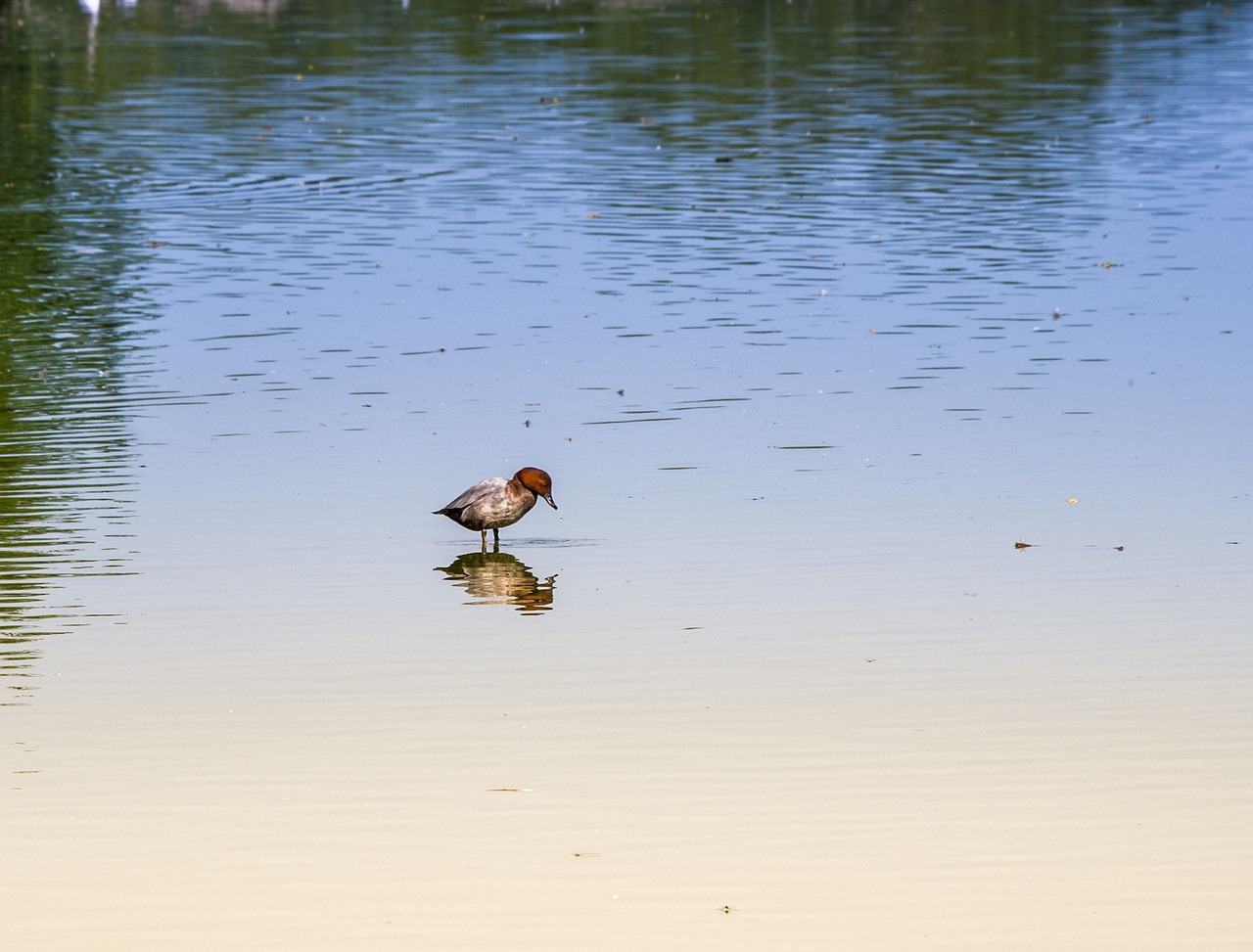 duck lake nature free photo