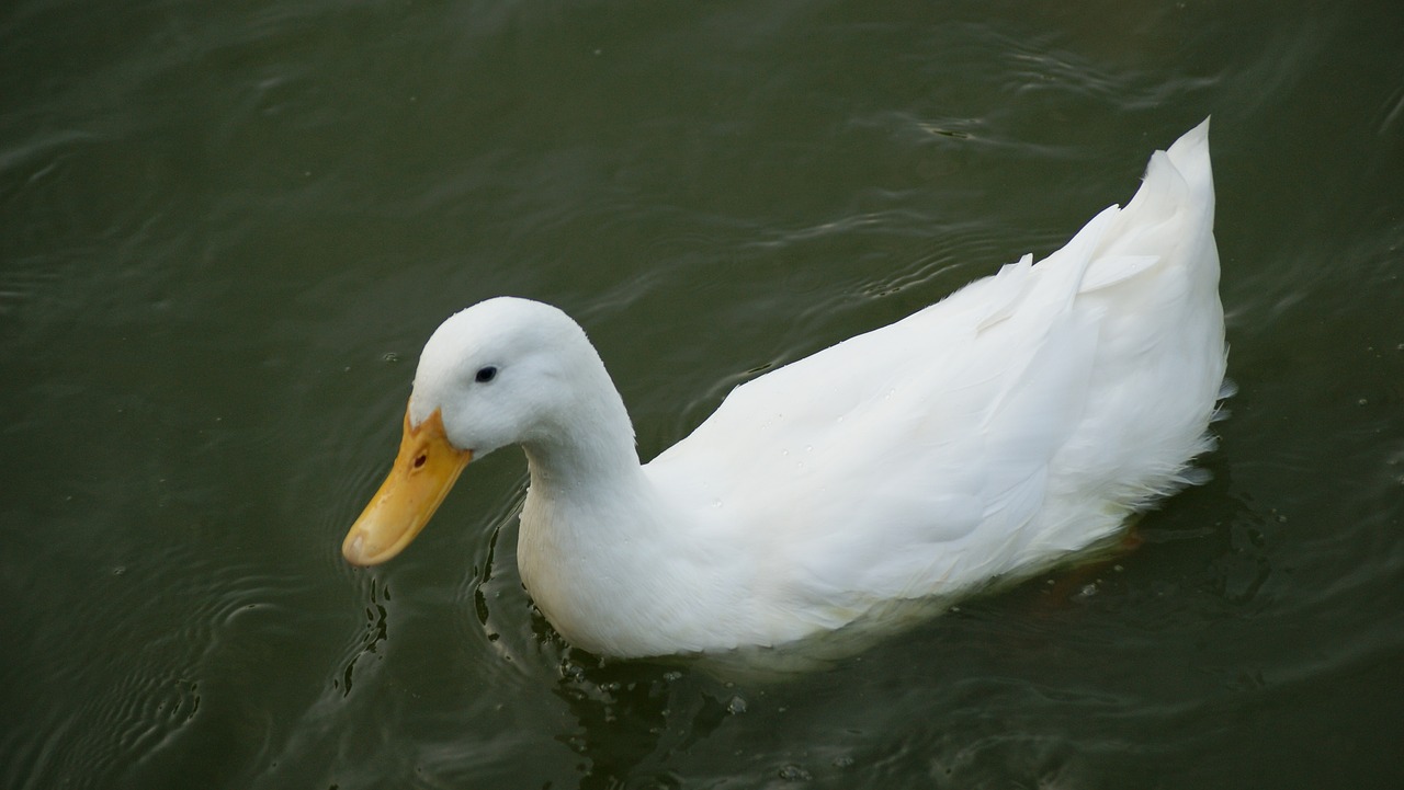 duck white teal free photo