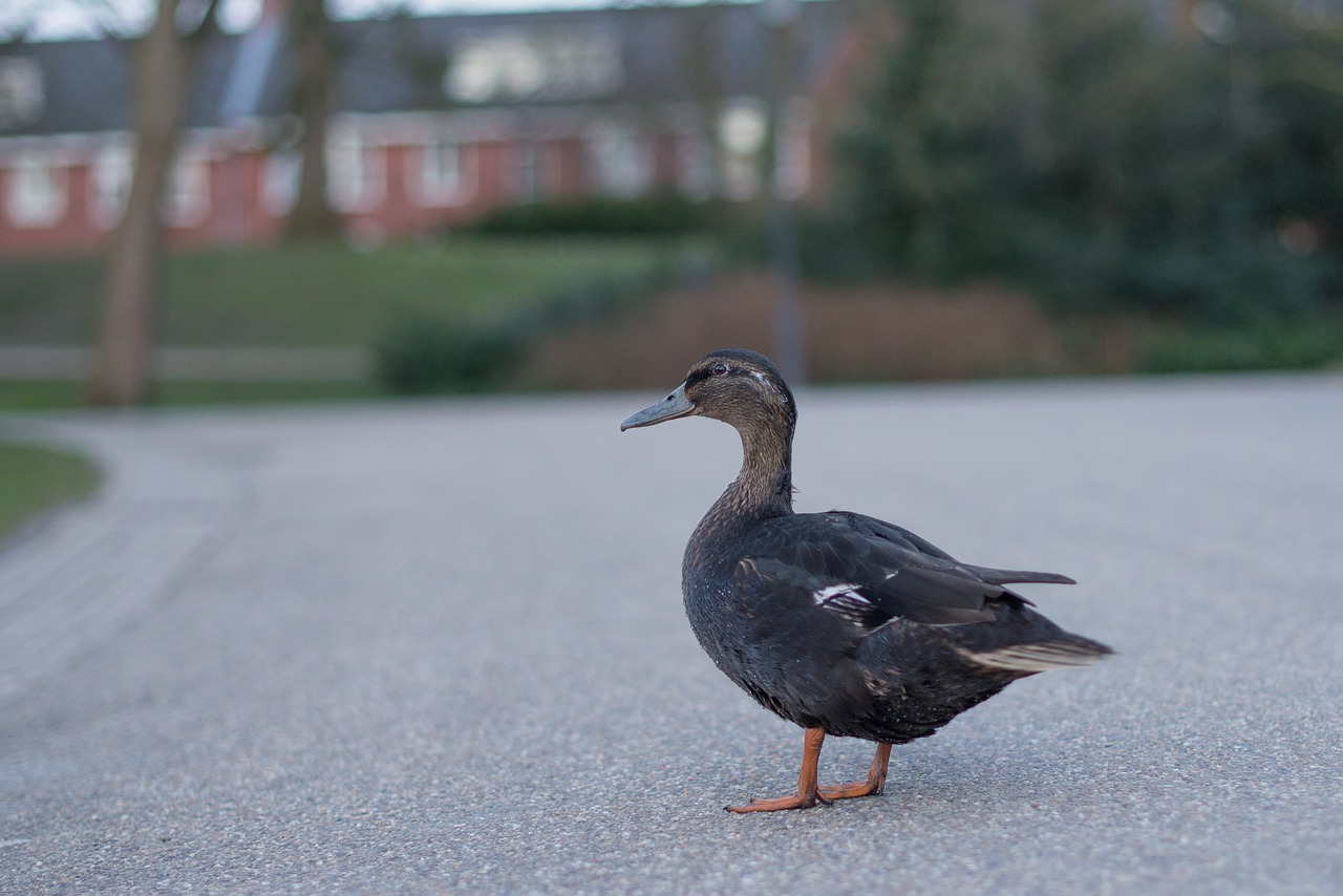 duck standing waiting free photo