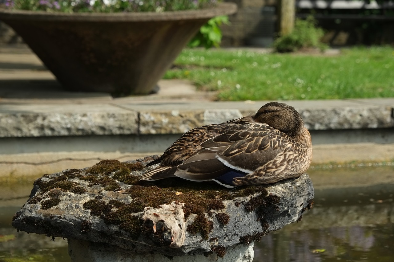 duck bird animal free photo