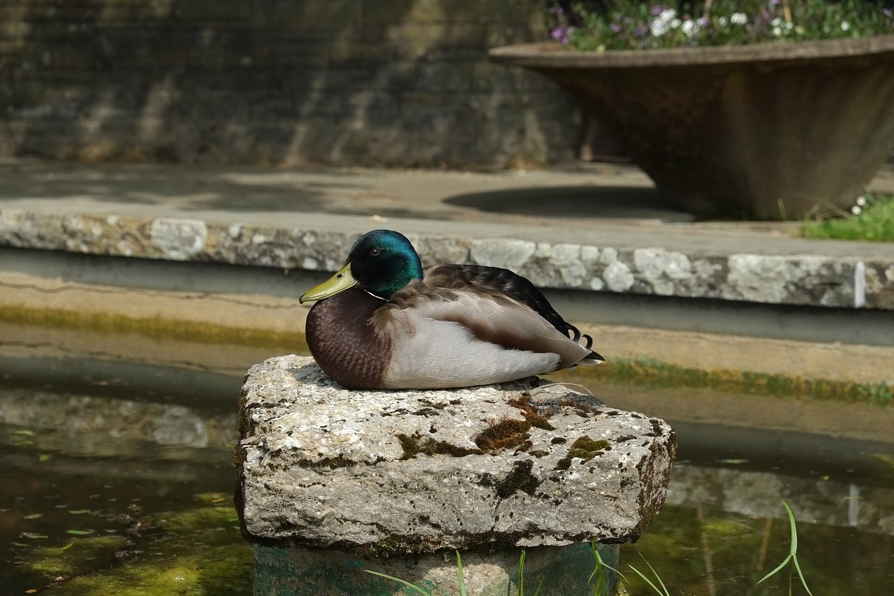 duck bird pond free photo