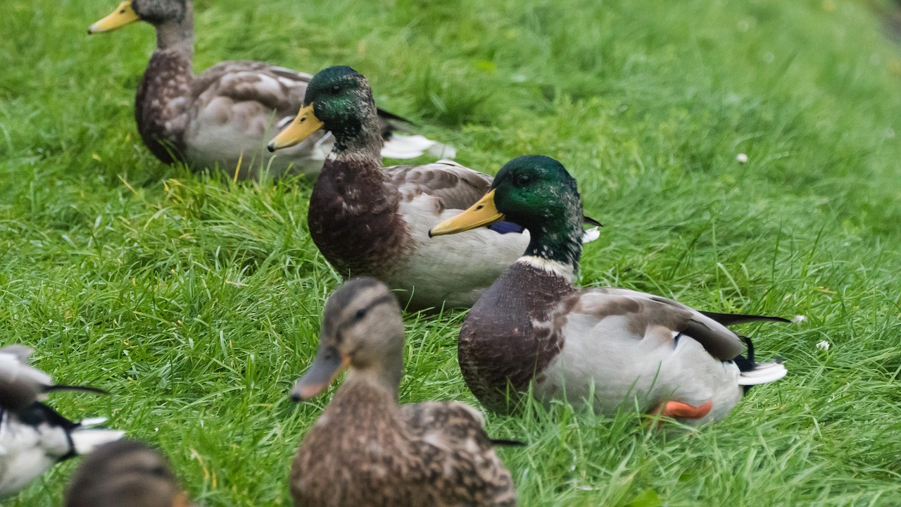 duck park water free photo