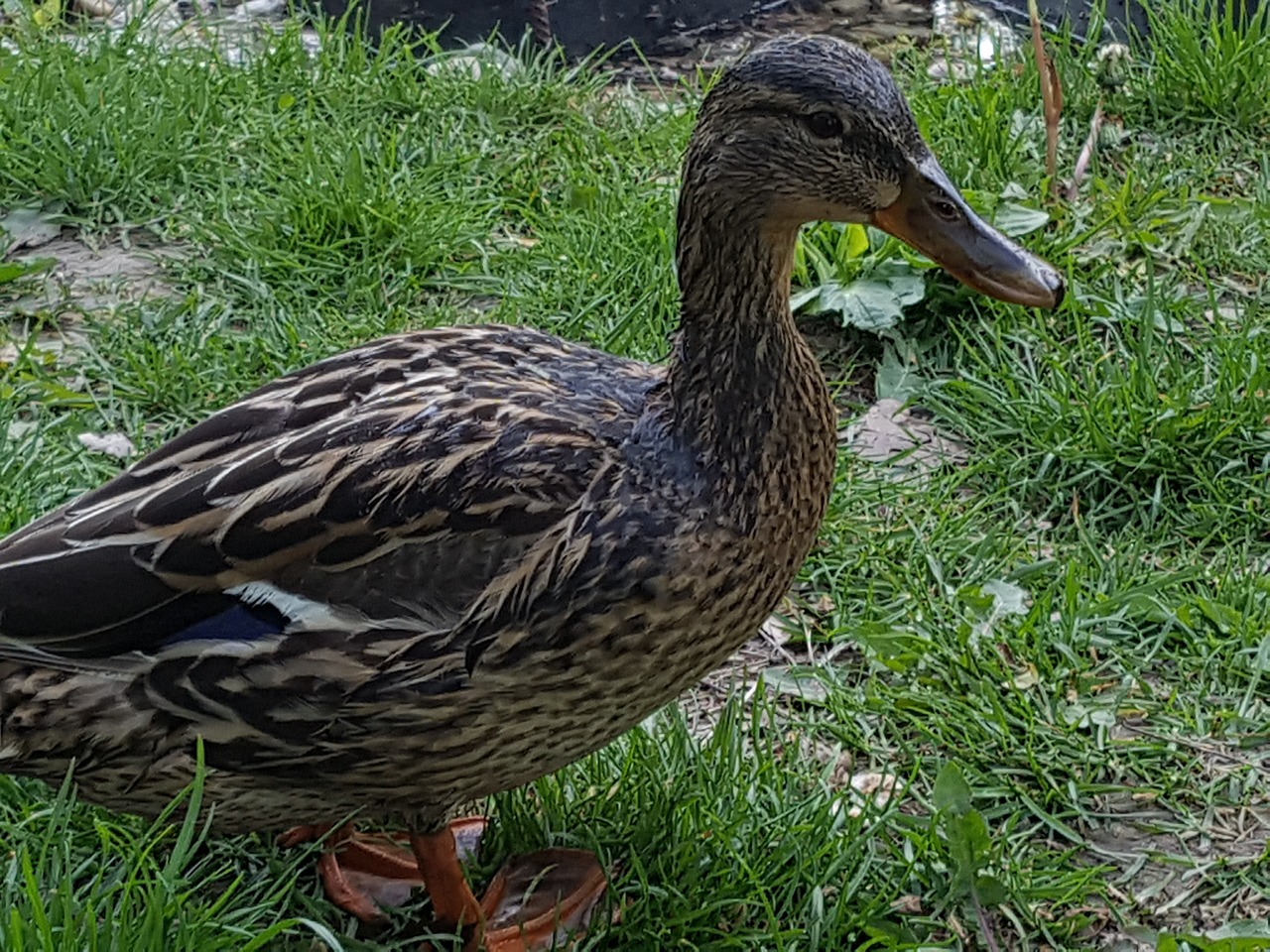 duck nature waterfront free photo