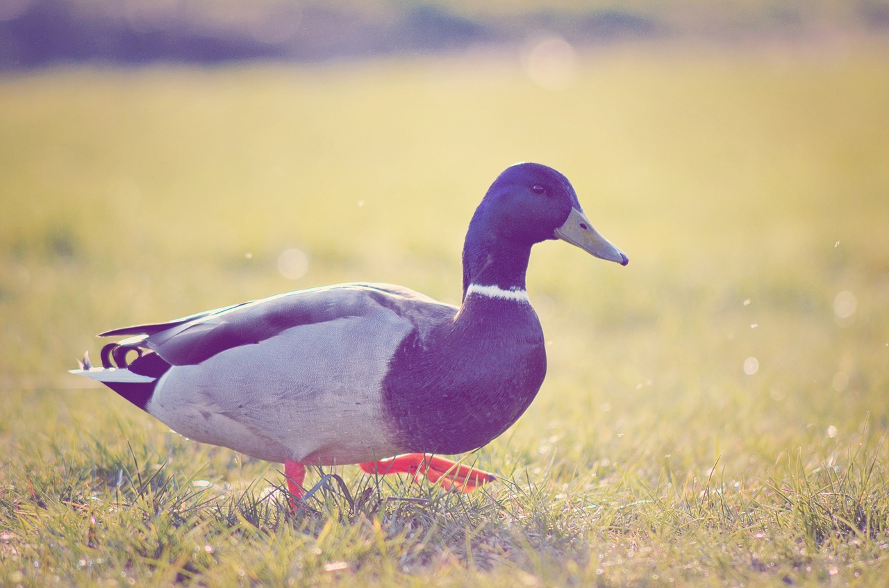 duck park garden free photo