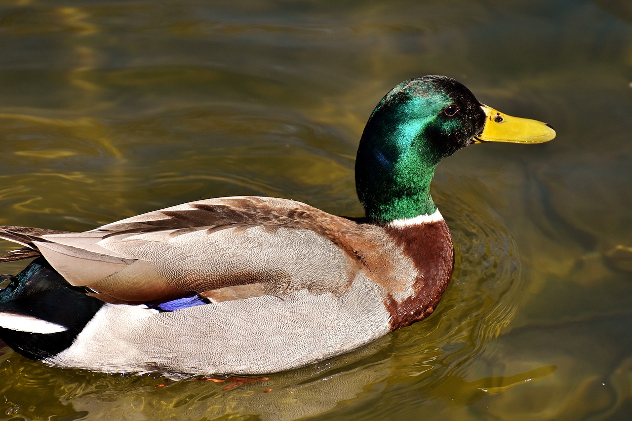 duck water bird drake free photo