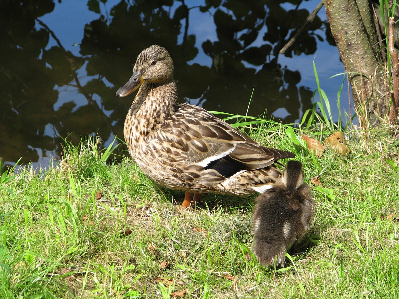 duck duckling body of water free photo